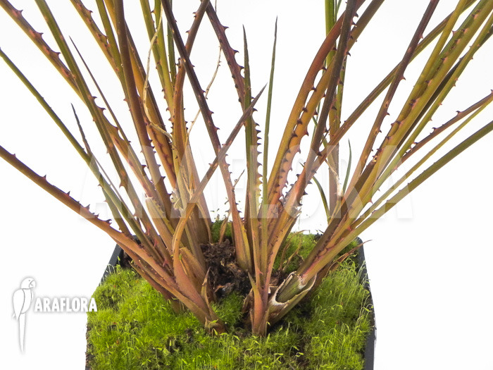 Acanthostachys pitcairnioides bromeliad