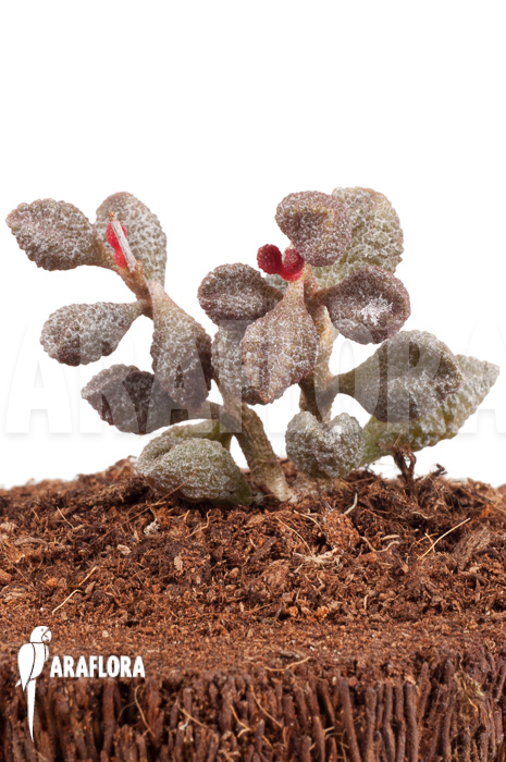 Adromischus marianiae ‘Coffee-Bean’