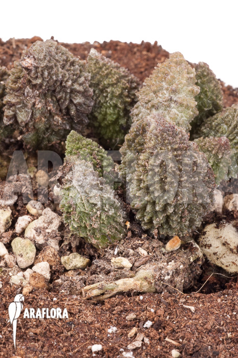 Adromischus marianiae herrei Rubra