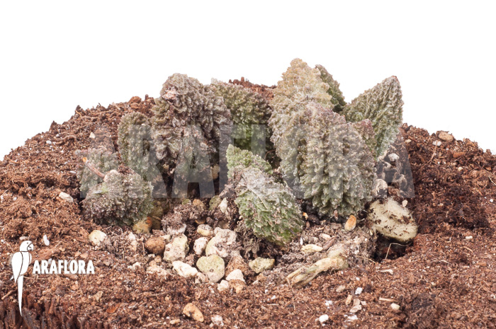 Adromischus marianiae herrei Rubra