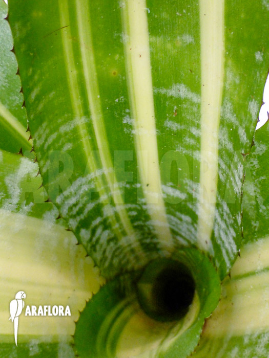 Aechmea comata ‘Variegated’