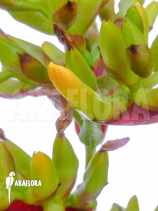 Aechmea correia-araujoi flower