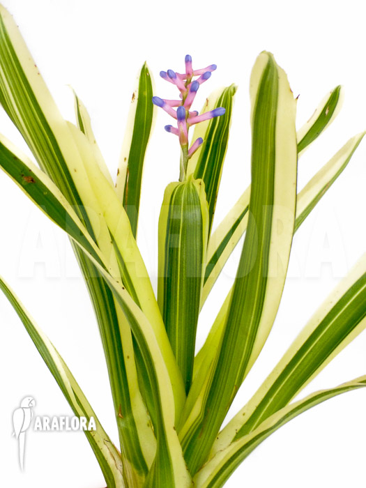 Aechmea gamosepala ‘Variegated’ ‘Starter’