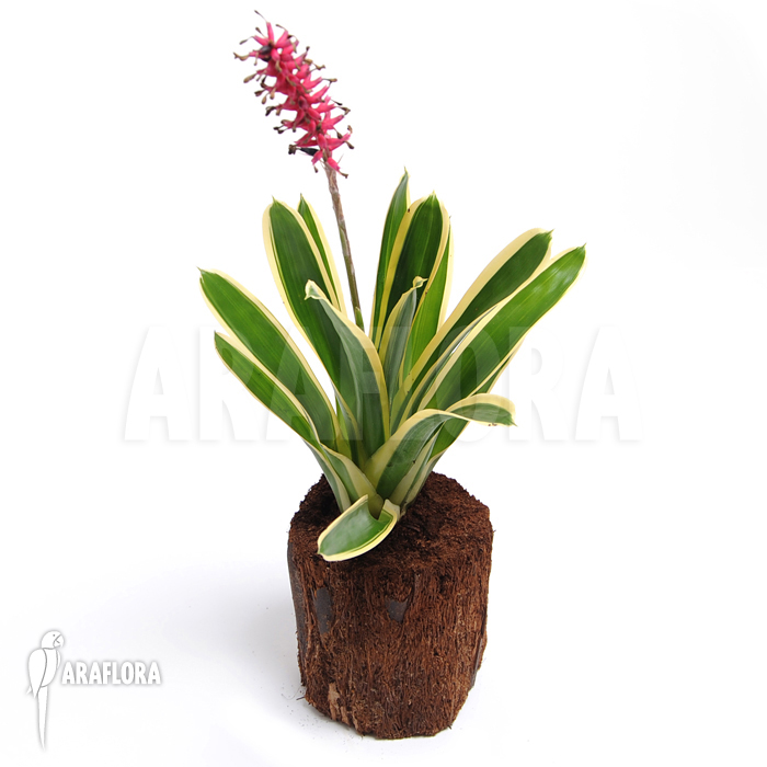 Aechmea gamosepala ‘Variagated’