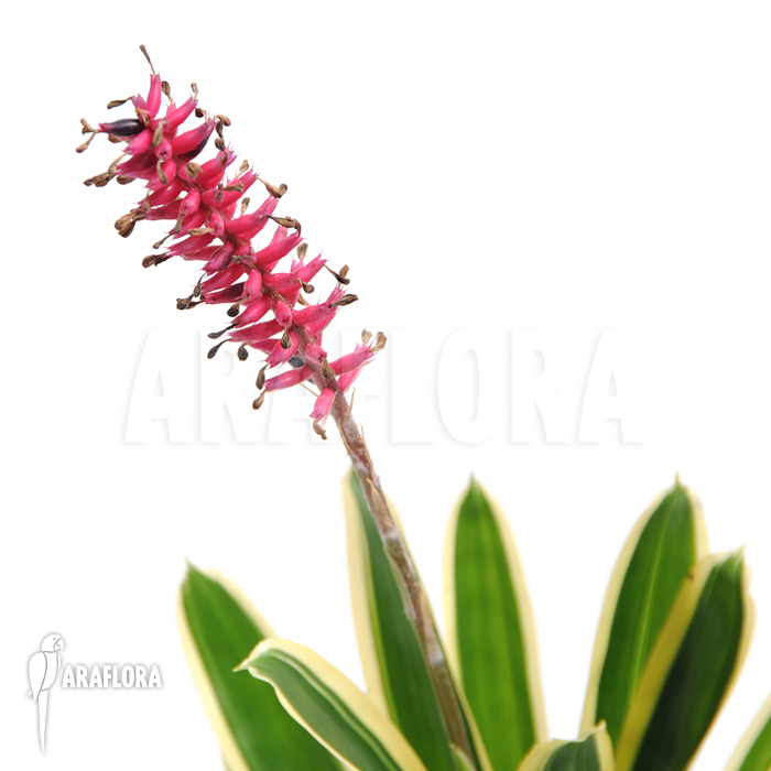 Aechmea gamosepala ‘Variagated’