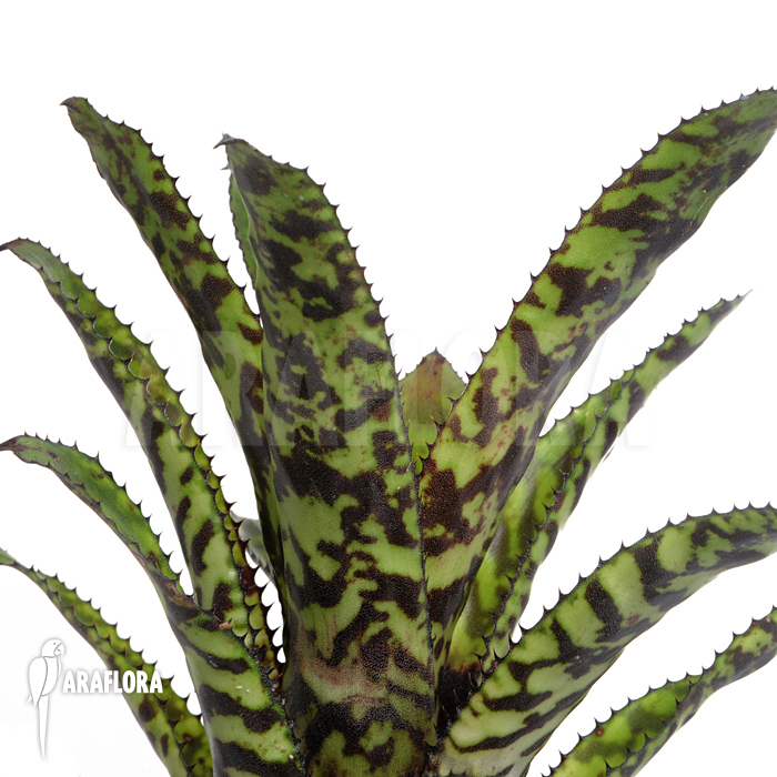 Aechmea orlandiana