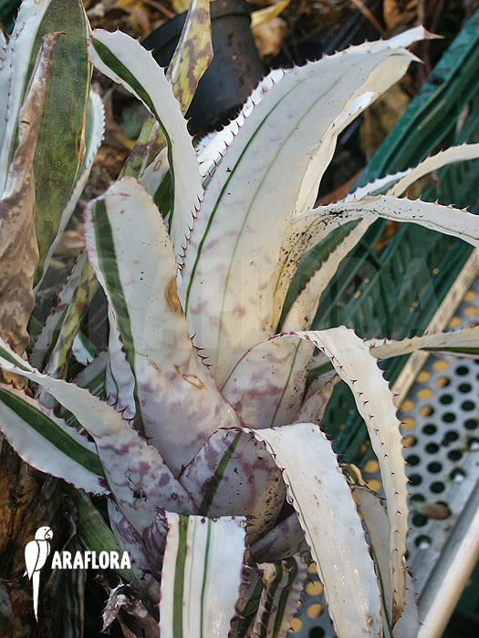 Aechmea orlandiana ‘White’