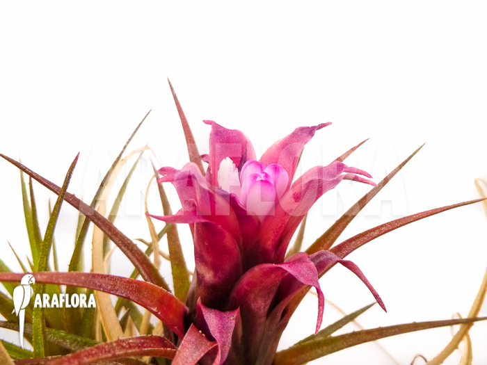 Aechmea recurvata
