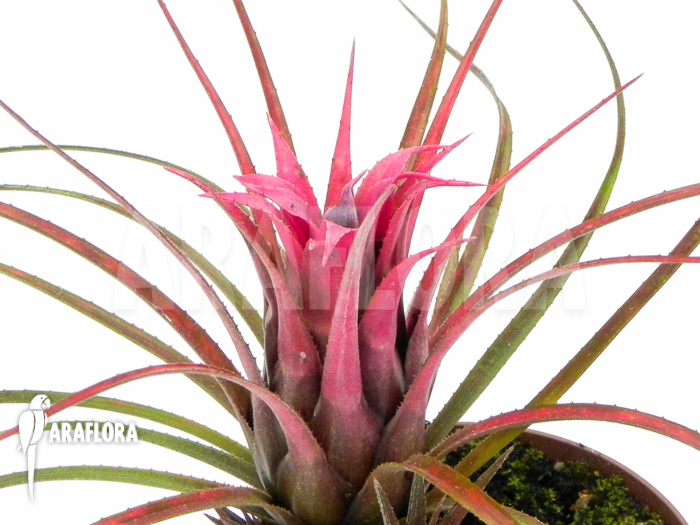 Aechmea recurvata