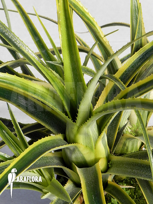 Aechmea recurvata ‘Aztec’