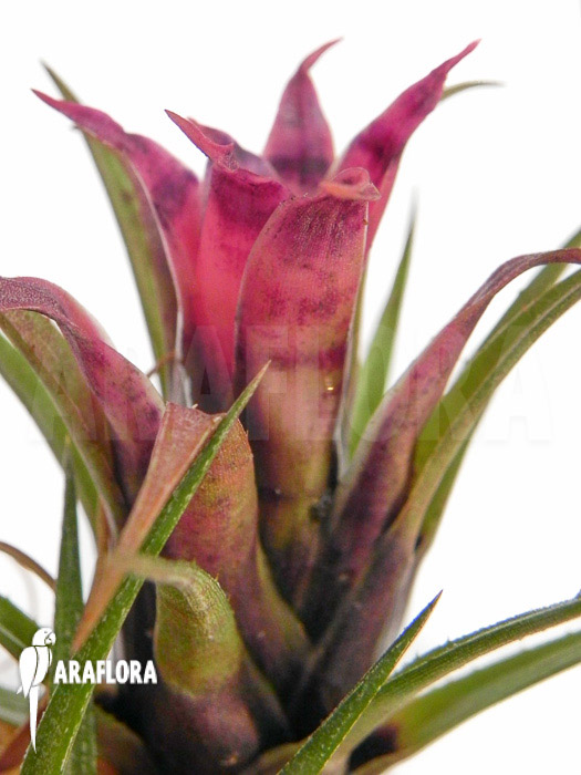 Aechmea recurvata ‘Mini’