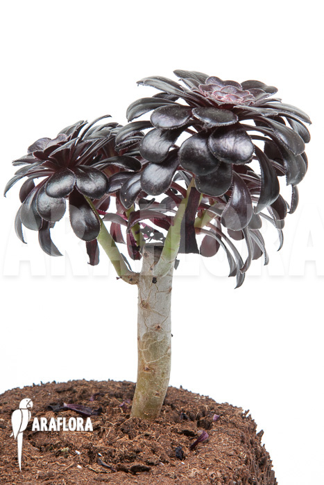 Aeonium arboreum