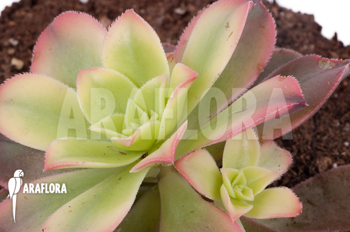Aeonium tricolor ‘Kiwi’