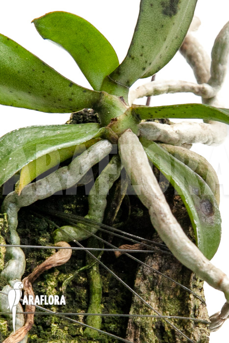 Aerangis brachycarpa