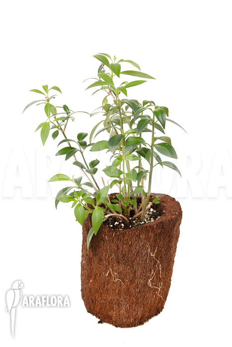 Aeschynanthus speciosus