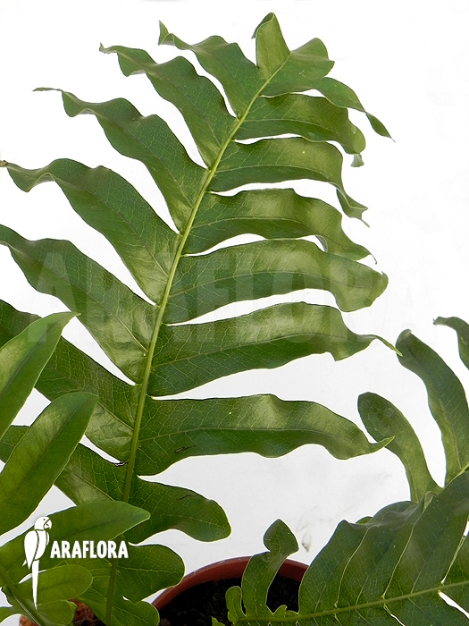 Aglaomorpha brooksii ‘L’