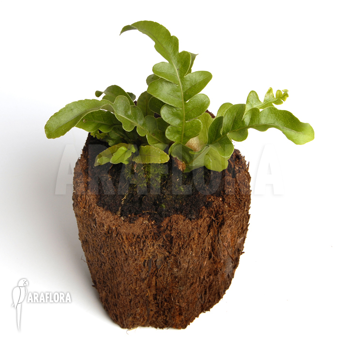 Aglaomorpha brooksii