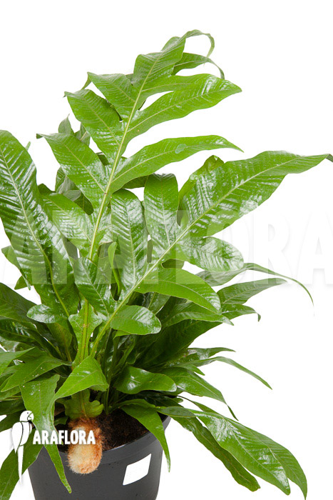 Aglaomorpha coronans ‘L’