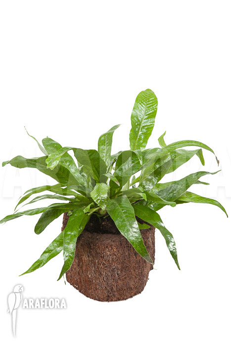 Aglaomorpha coronans ‘M’