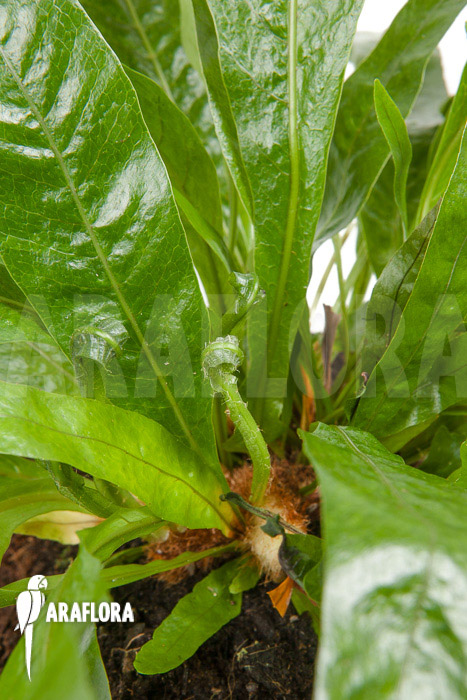 Aglaomorpha coronans ‘M’