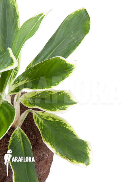 Aglaonema FLN011