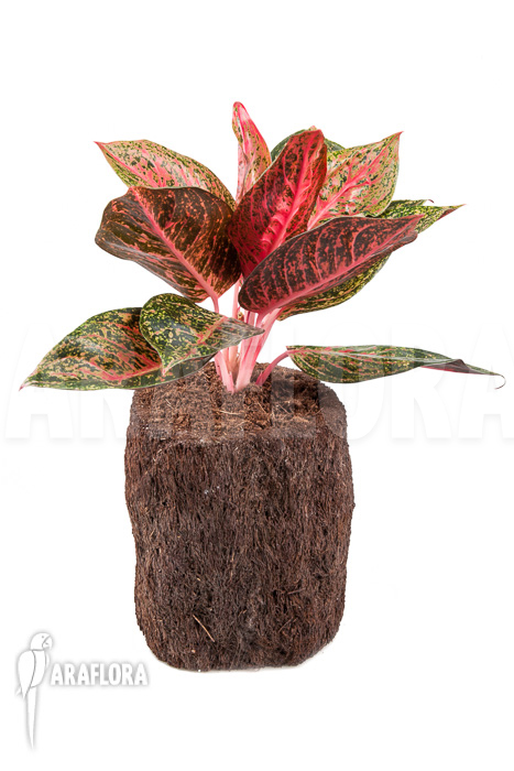 Aglaonema FLN09