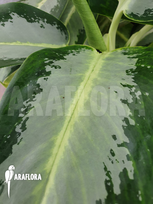 Aglaonema ‘Green Bowl’