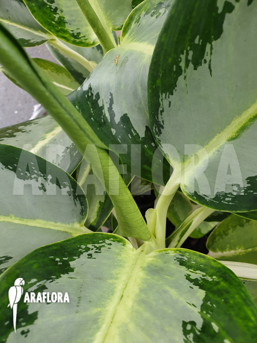 Aglaonema ‘Green Bowl’