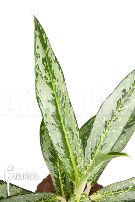 Aglaonema ‘Legerprint’