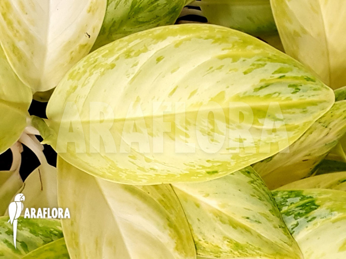 Aglaonema ‘Lime’