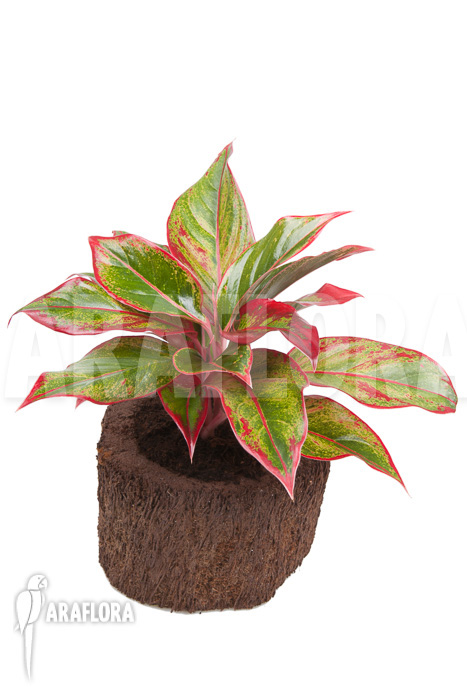 Aglaonema ‘Siam Aurora’