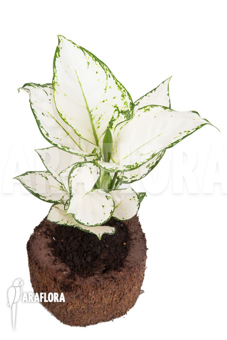 Aglaonema ‘Wit met groen gespikkeld’