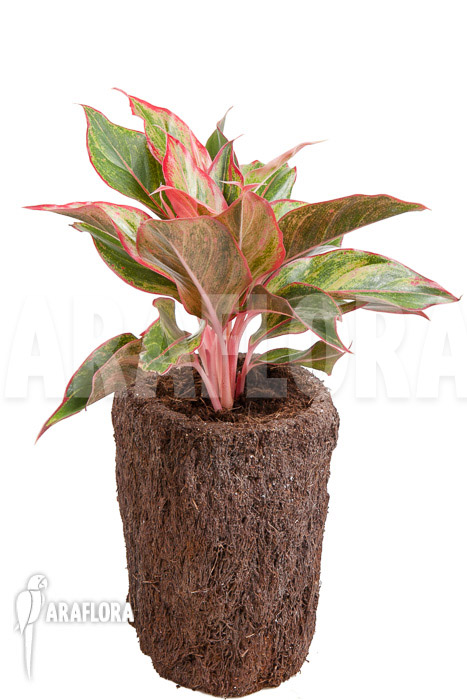 Aglaonema hybrid ‘Crete’