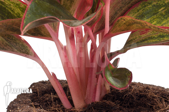 Aglaonema hybrid ‘Crete’