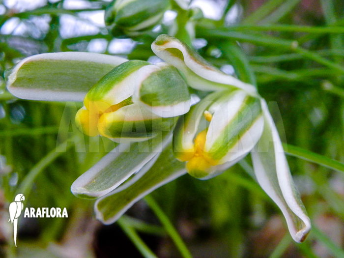 Albuca humilis
