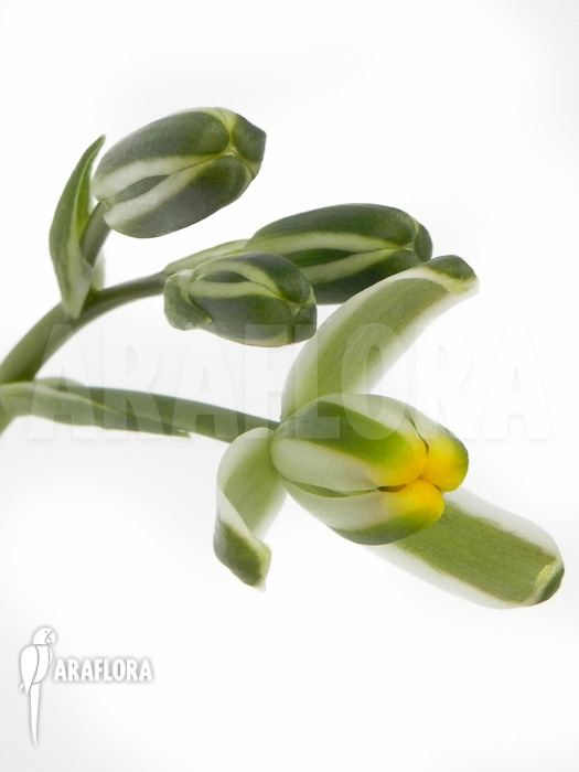 Albuca humilis