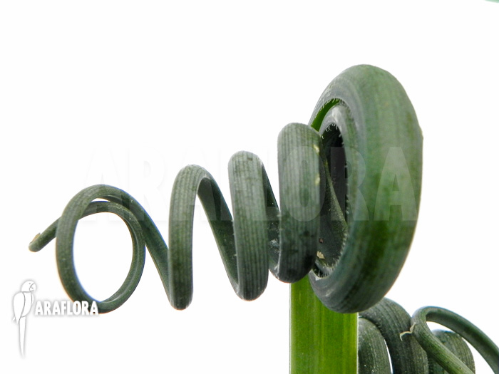 Albuca spiralis detail