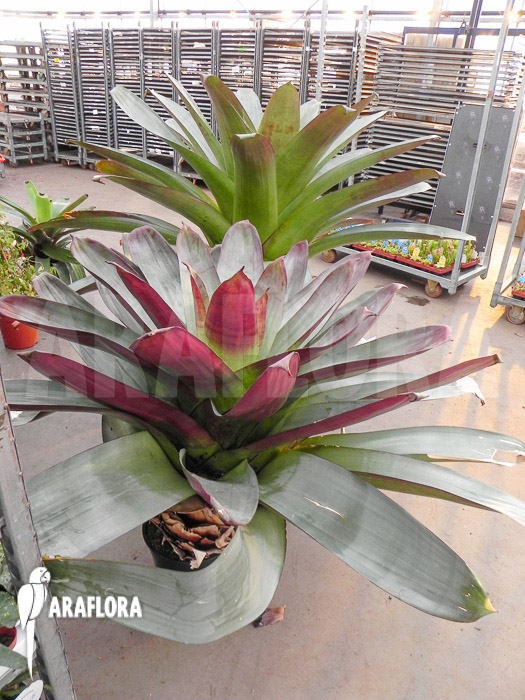 Alcantarea imperialis ‘rubra’