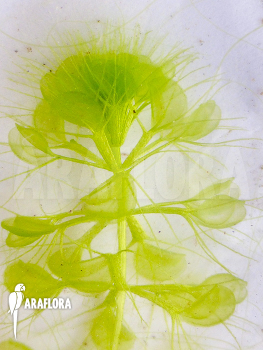 Aldrovanda versicolosa ‘Polen’