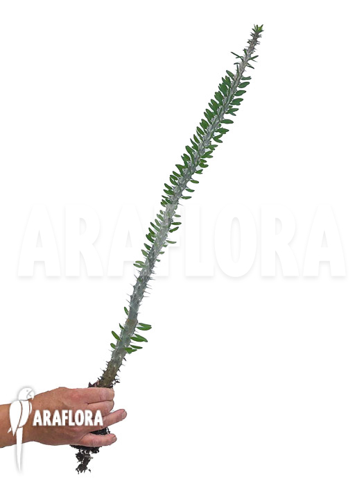 Alluaudia procera starter