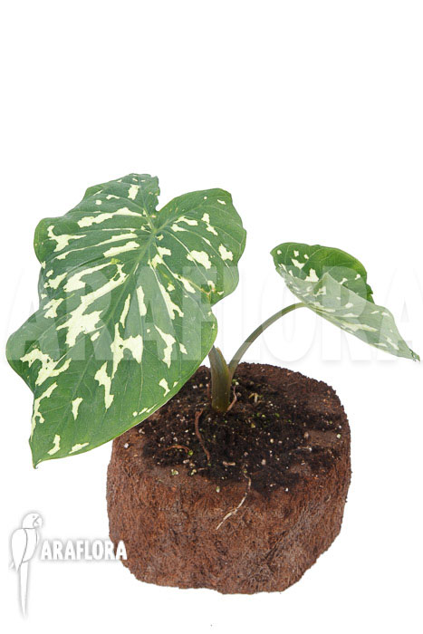 Colocasia ‘Hilo beauty’