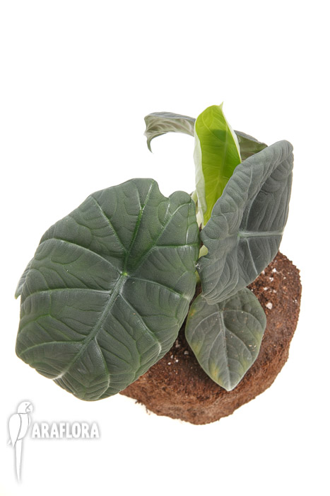 Alocasia Maharani XL