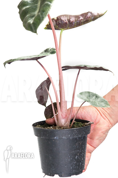 Alocasia ‘Pink Dragon’