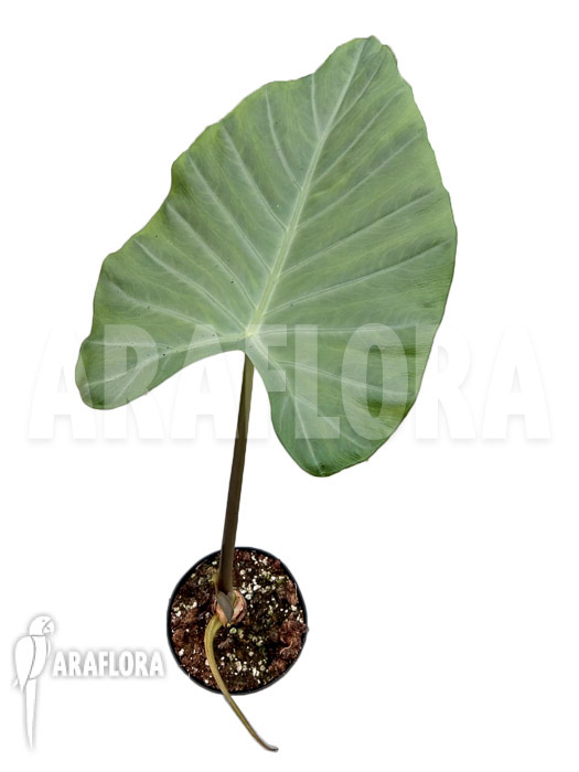 Alocasia aff. Longiloba