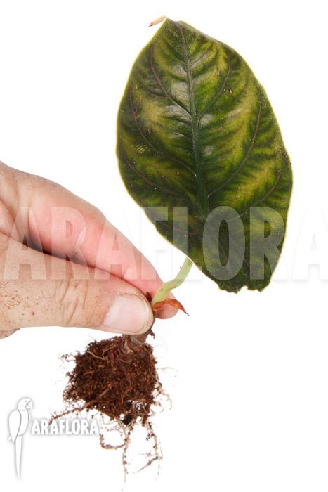 Alocasia azlanii ‘starter’