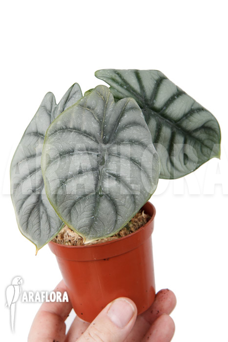 Alocasia baginda ‘Silver dragon’ ‘M’