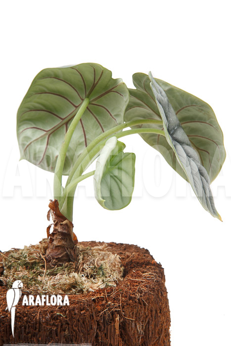 Alocasia baginda ‘Silver dragon’ ‘M’