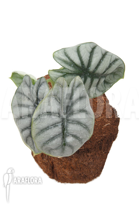Alocasia baginda ‘Silver dragon’ ‘M’