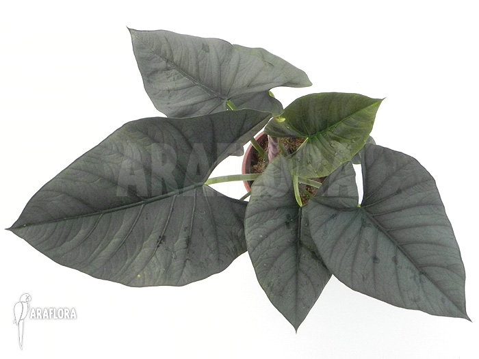 Alocasia chaii