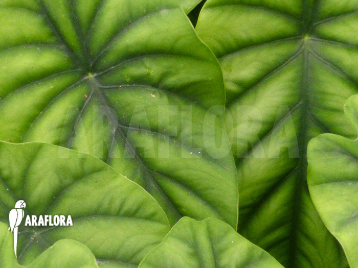 Alocasia clypeolata